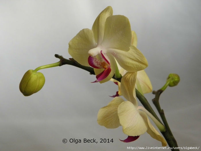 У орхидеи отвалились все листья – спасаем цветок