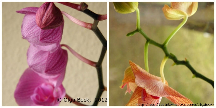 Почему у орхидеи вянут цветы и бутоны?