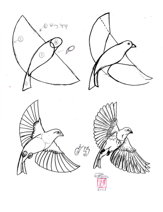 Draw_a_Bird_by_Ditroi (539x700, 118Kb)