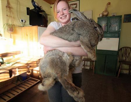 3491107_1364810251_rabbit (450x353, 24Kb)