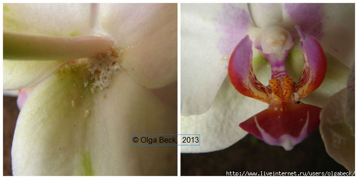 Почему вянут цветы у орхидеи фаленопсис?