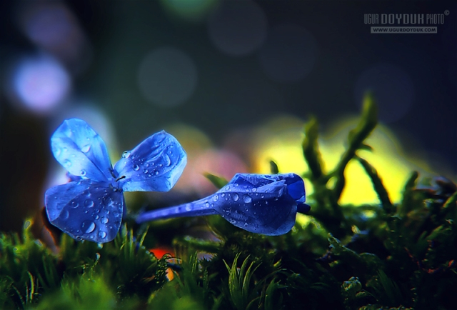 49013018_1253643914_the_blue_flower_by_colorrrs (640x434, 249Kb)