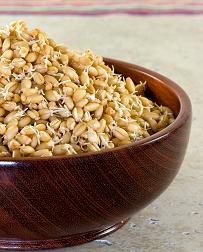 Как правильно приготовить и есть пророщенные зерна пшеницы