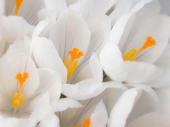белые цветы15 (700x525, 152Kb)