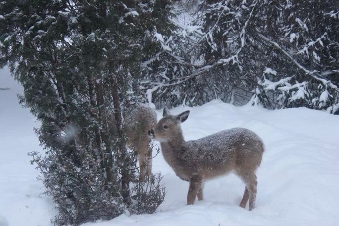 1390855453_funny_animals_20140127_03580_007 (700x466, 243Kb)