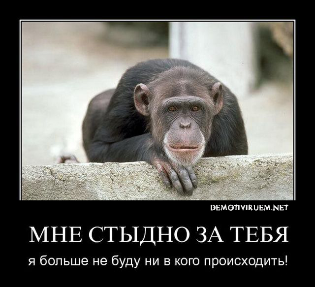 http://img0.liveinternet.ru/images/attach/c/10/109/577/109577638_Predok_Gomuy_Sapiensa.jpg