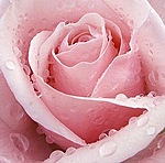 роз роза (150x148, 11Kb)