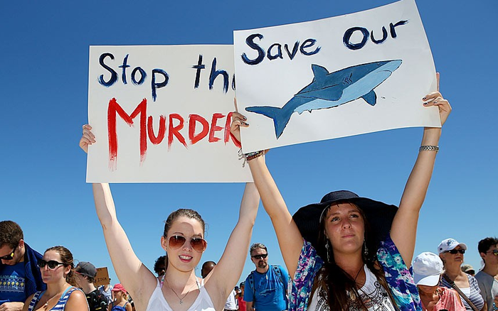 Митинг против отбора акул в Австралии