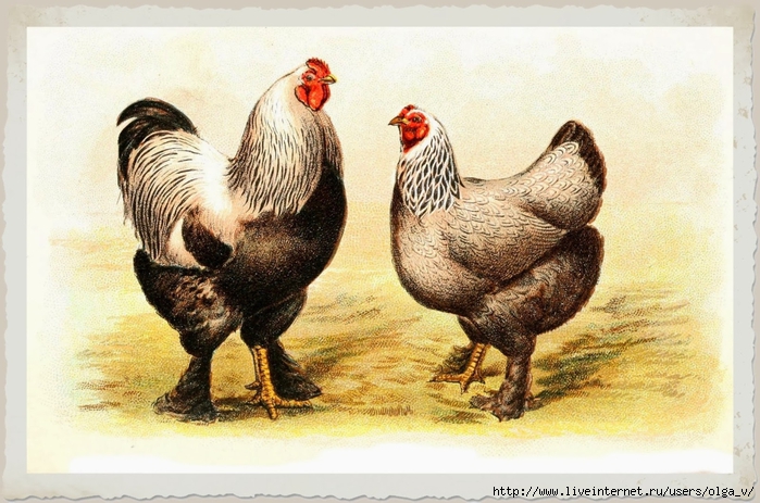 Animal-Bird-Chicken-Dark-Brahmas (700x463, 280Kb)