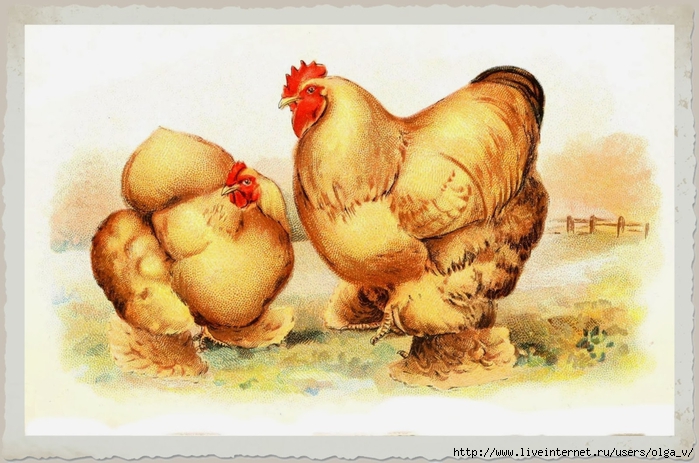Animal-Bird-Chicken-Buff-Cochins (700x463, 253Kb)
