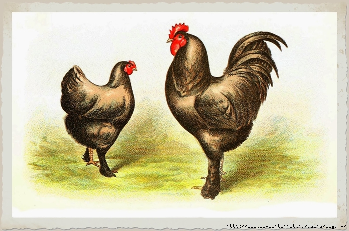 Animal-Bird-Chicken-Langhans (700x463, 257Kb)