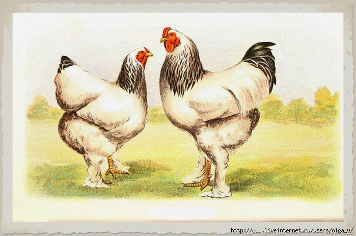 Animal-Bird-Chicken-Light-Brahmas (700x463, 254Kb)