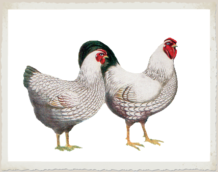 bw-chickens-prev (428x338, 124Kb)