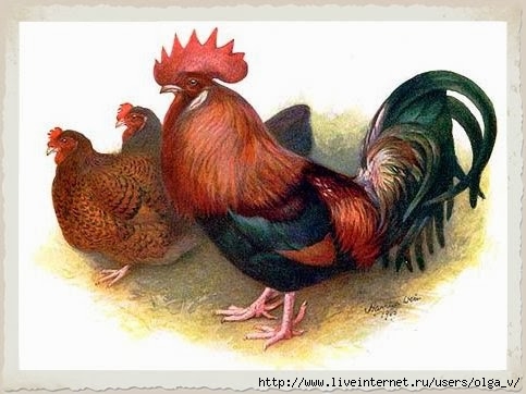 chickens-45 (483x362, 104Kb)