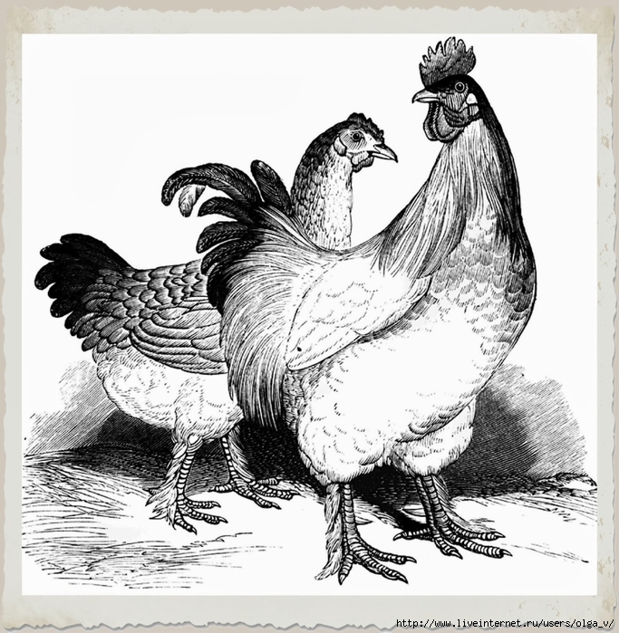free vintage digi stamp_chickens (683x700, 312Kb)
