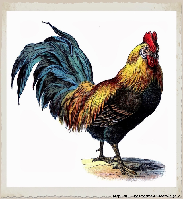 rooster (643x700, 275Kb)