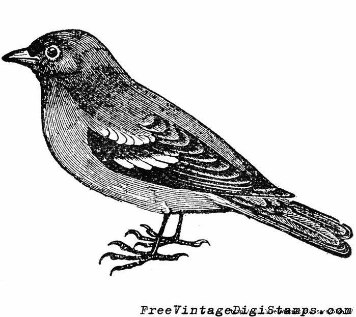 1 free vintage digi stamp image - sparrow bird (700x623, 196Kb)