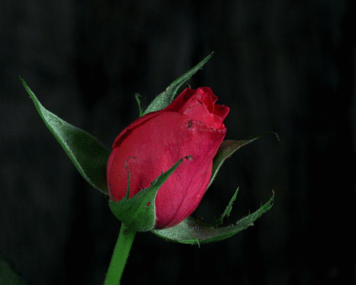 роза-последний (500x400, 1483Kb)