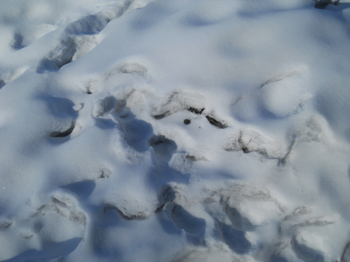 DSCN9102 (700x525, 363Kb)