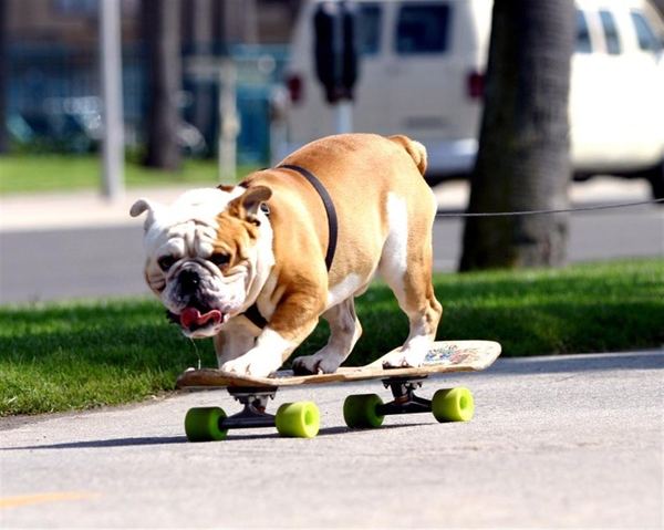 2835299_Bulldog_skateboard_1 (600x479, 48Kb)