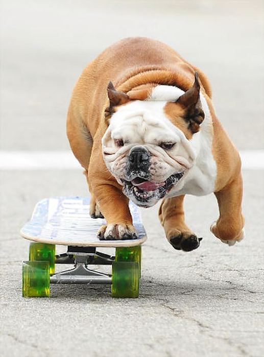 2835299_Bulldog_skateboard_7 (517x700, 52Kb)