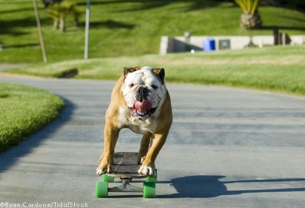 2835299_Bulldog_skateboard_14_1_ (600x409, 39Kb)