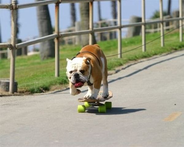 2835299_Bulldog_skateboard_9 (600x480, 40Kb)