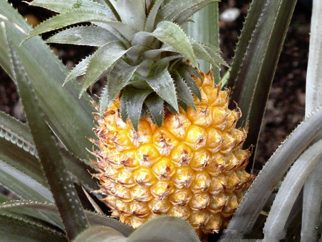 Ananas (640x480, 233Kb)