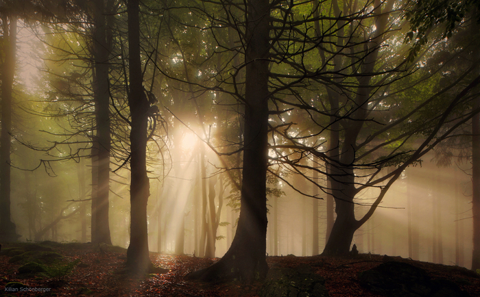 forest-wood-sunrays-fog-mist-bayern-wald-nebel (700x434, 438Kb)