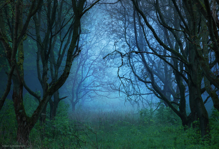 weg-ins-licht-trail-light-avenue-allee-rheinsteig-rheinland (700x476, 530Kb)