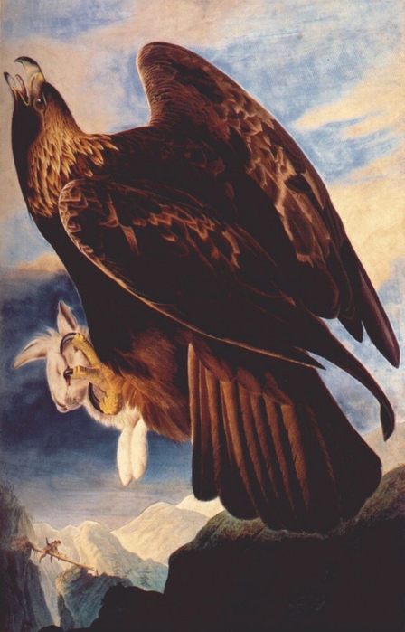 Audubon_Golden_Eagle (470x700, 206Kb)