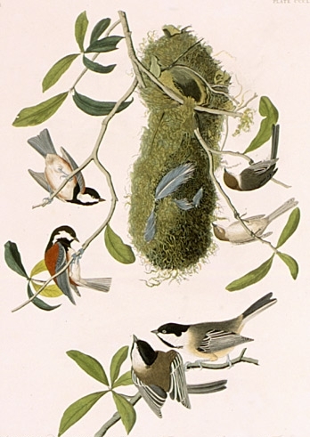 Audubon-Paridae (470x631, 125Kb)