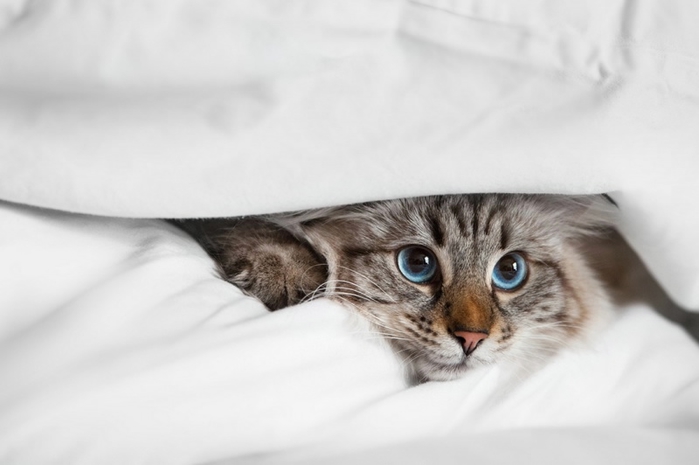 1392833920_funny_animals_20140219_03656_009 (700x465, 115Kb)
