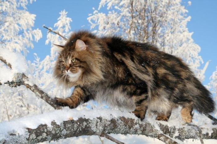 Коты сибирской породы - фото 4