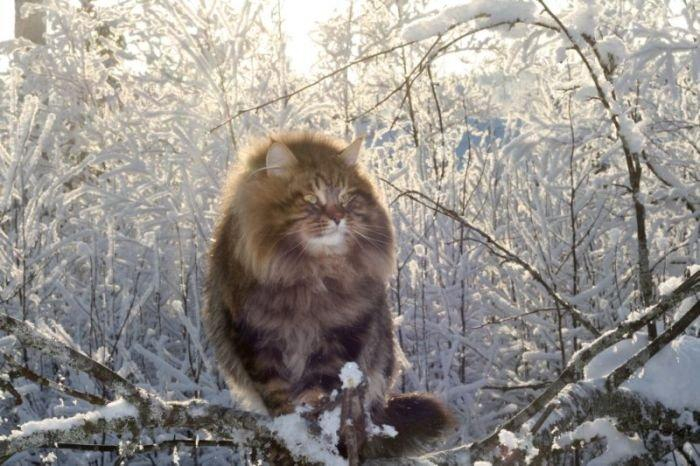 Коты сибирской породы - фото 3