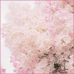 0_a0790_4348748d_XLaa (150x150, 72Kb)