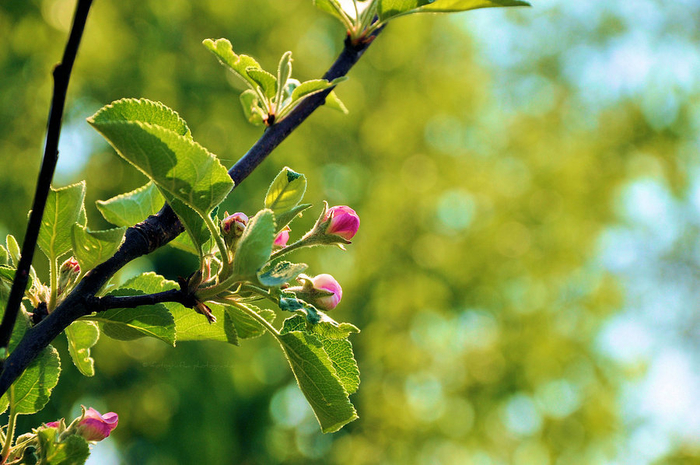 spring_bokeh_by_fotografka-d41ue9y (700x465, 405Kb)