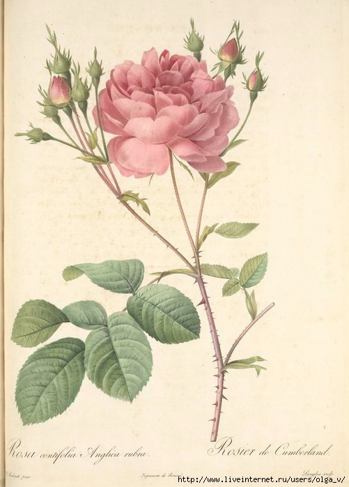 Rosa Centifolia Anglica Rubra nypl (501x700, 217Kb)