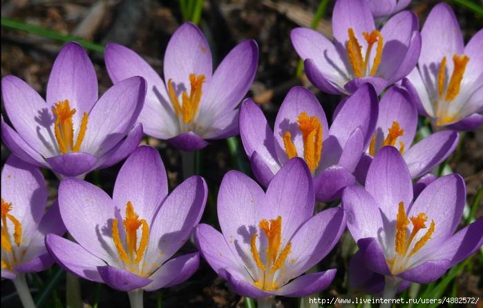 1323004123_71565200_1299268761_sunny_purple_crocusesdec11 (699x447, 172Kb)