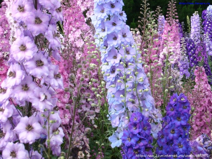 1323004195_71565130_1299268855_vv_flower_delphinium_3_h_orig (700x525, 343Kb)