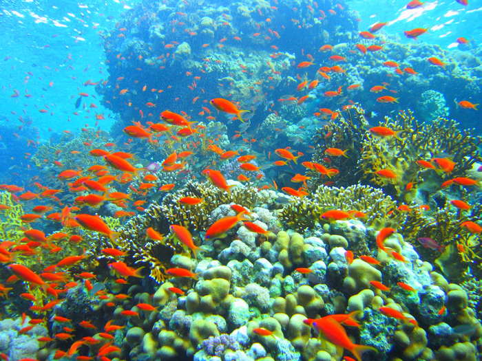 Coral_reef_in_Ras_Muhammad_nature_park_(Iolanda_reef) (700x525, 727Kb)