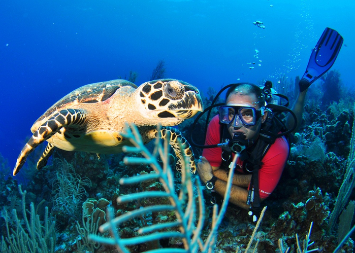 Diving - Turtle - photographer Amanda Nicholls (700x499, 469Kb)
