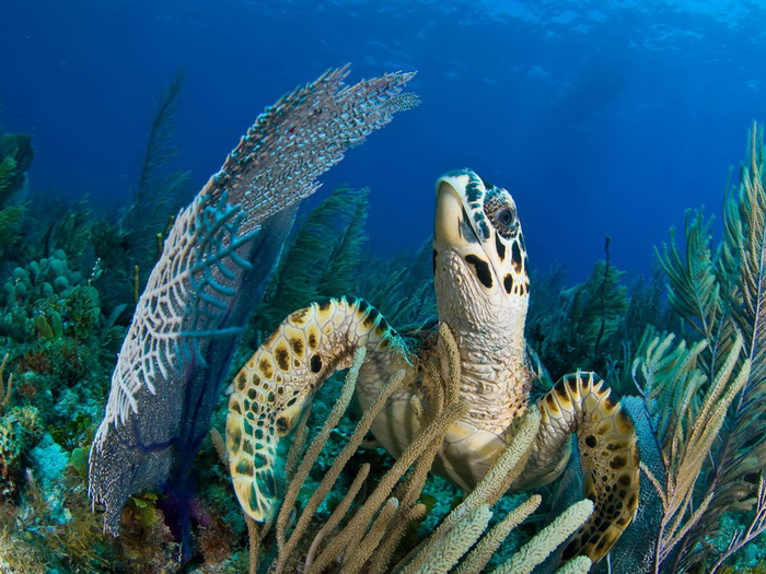 Curacao_Diving_World_052 (700x525, 480Kb)