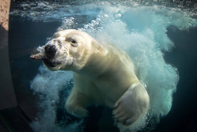 An-incredible-shot-of-a-polar-bear-catching-a-fish-in-its-powerful-jaws.-1765816-680x457 (680x457, 74Kb)