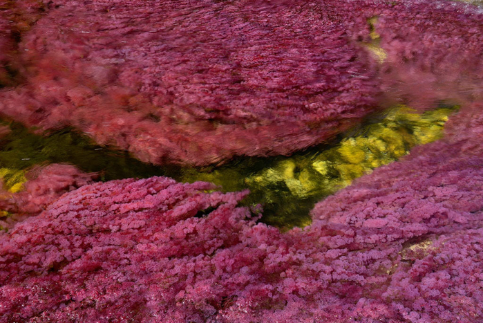 река пяти цветов колумбия фото 7 (700x467, 470Kb)