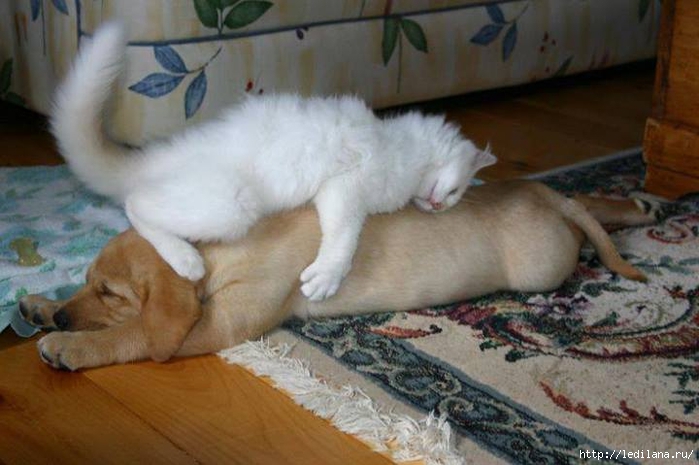 собака кот любовь (700x465, 208Kb)