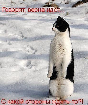 кот весна (368x441, 122Kb)