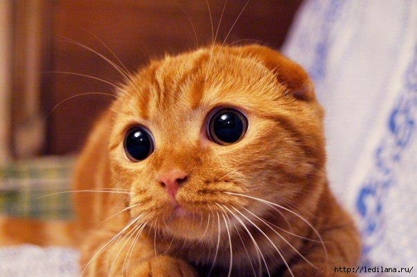животные р кот (604x402, 128Kb)
