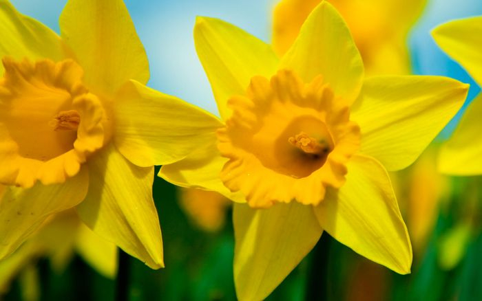 daffodils-11_26026745@N00_sa_display (700x438, 224Kb)