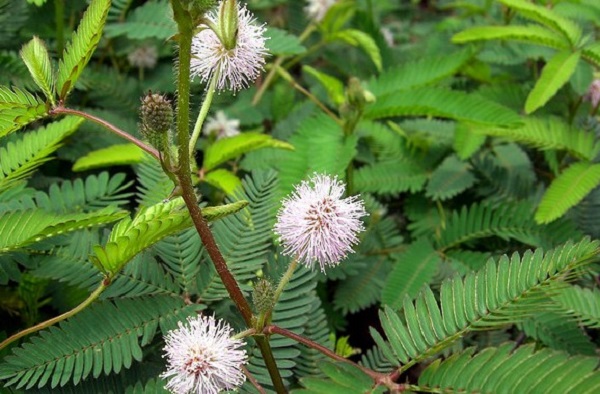 Mimosa pudica (600x394, 102Kb)